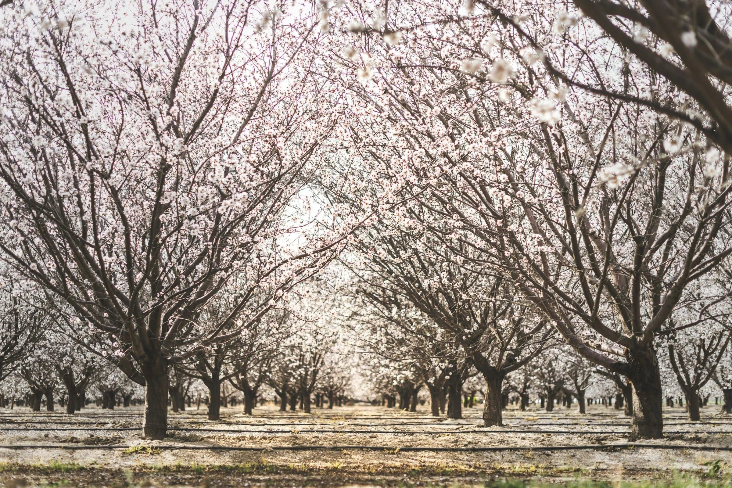 Long rows of almond trees in a Central Valley orchard